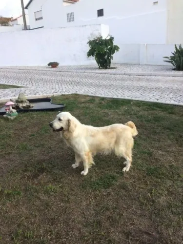 Golden Retriever Filhotes | Um Filhote Que Conquista Qualquer Família