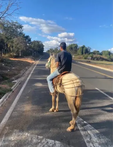 Cavalo mangalarga