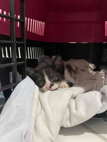 ADOTE UM GATO - Gatas para adoção 