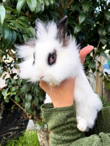 Mini lion coelho