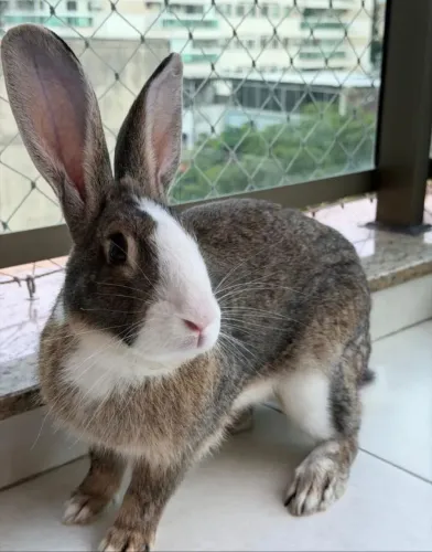 Coelho Gigante de Flandes 5 meses Macho Lindíssimo