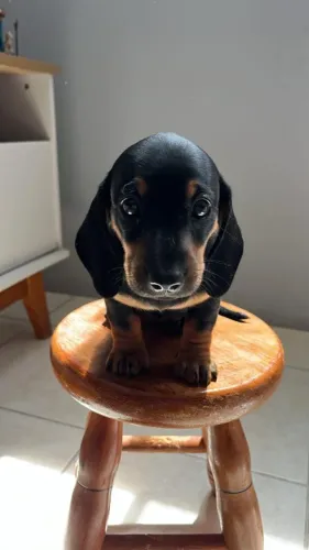 Dachshund (Salsinha)