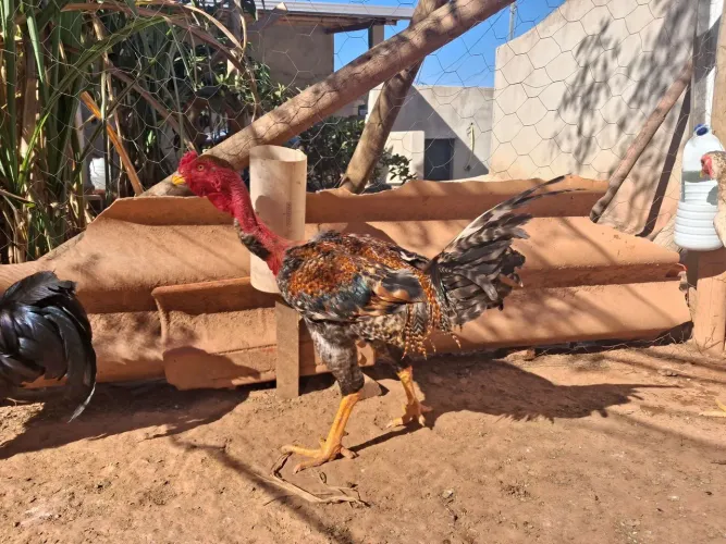 Frango polaco a venda!
