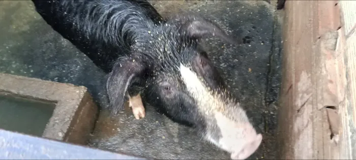 VENDO CASAL DE PORCOS
