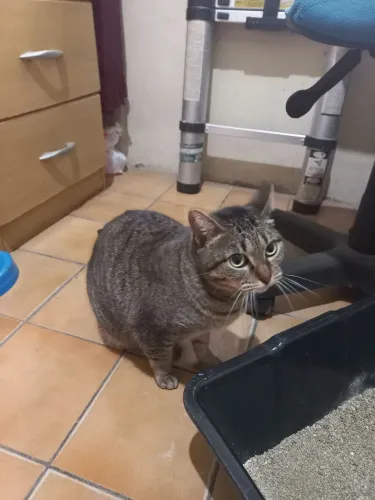 Doação de uma gatinha