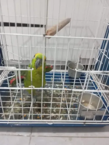 Vende se uma gaiola 