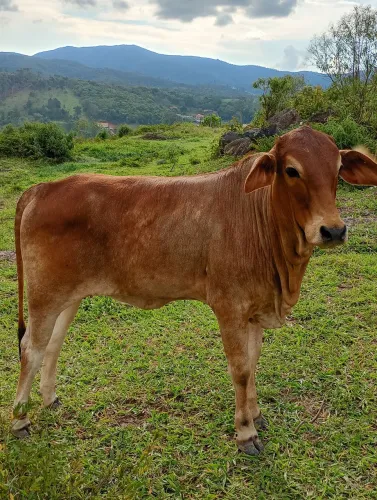 Novilha