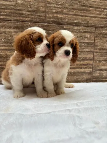Cavalier legítimo entrego