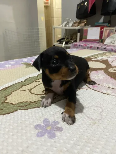 Cachorra pincher