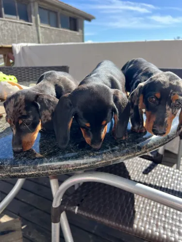 Filhotes Dachshund Miniatura (Teckel/Salsicha) com Pedigree