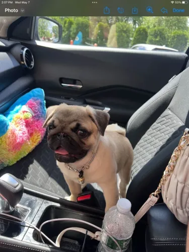 Filhotes de Pug | Patinhas prontas para distribuir carinho.