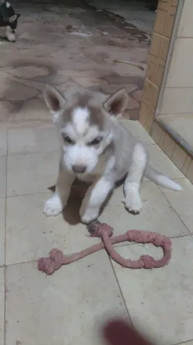 Vendo filhote de Husky Siberiano