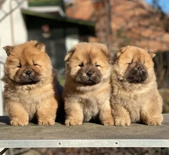 Filhote de Chow Chow macho! Alegrando seus dias 