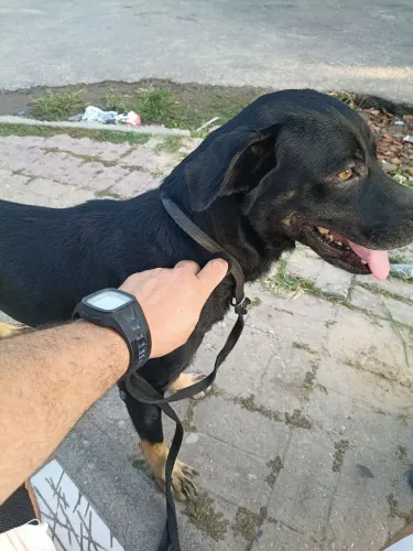 Cachorro rottweiler pra doação.