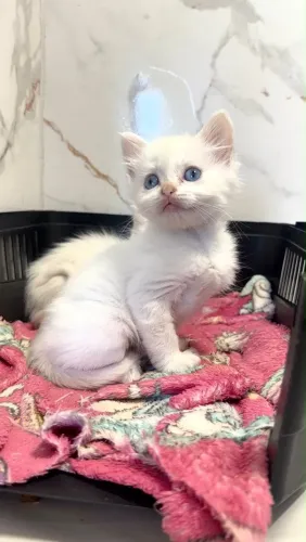 Angora bebes