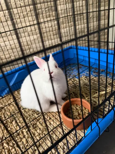 Vende se esse mini coelho com a gaiola