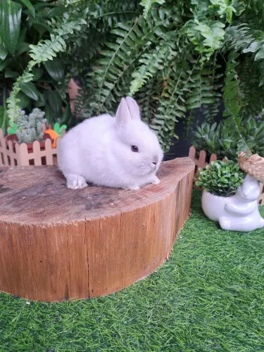 mini coelhos filhotes