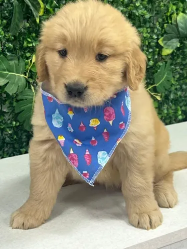 Golden douradinho