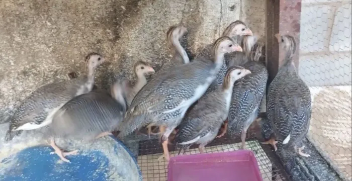 Galinha de angola guine