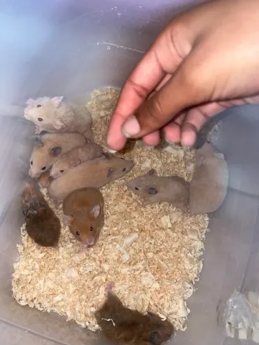 Hamster sirio