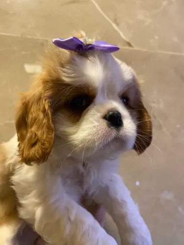 Cavalier belíssimas fêmeas e machinho a pronta entrega