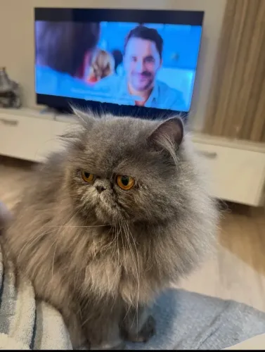 Gato persa procura namorada
