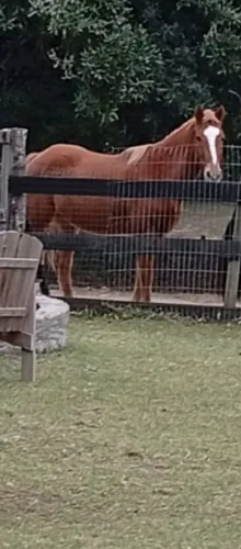 Troco dois cavalos por um acordeon em ótimo estado 
