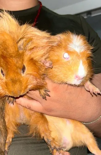Porquinho da índia 