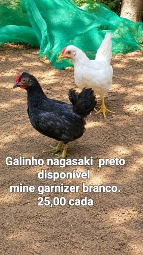 Lindos galinhas nagasaki e garnizé