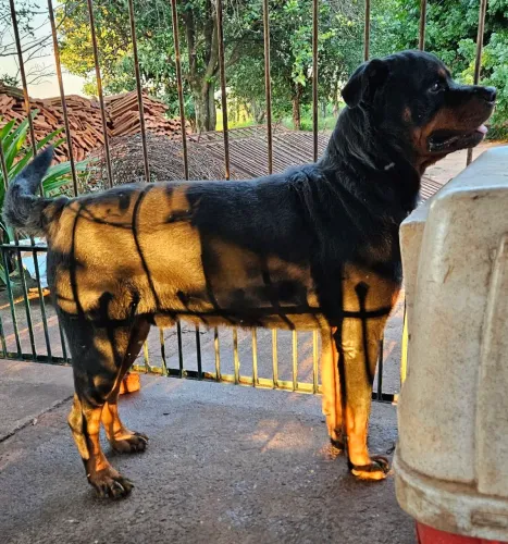 Doação cachorro Rottweiler