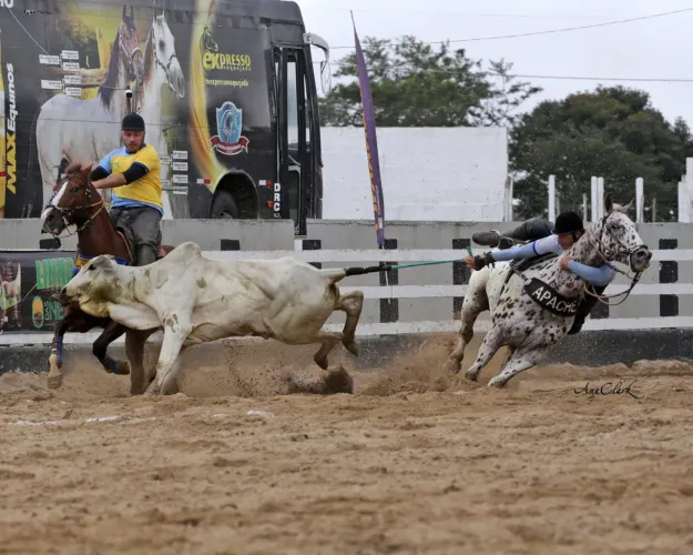 Cavalo Top de Direita