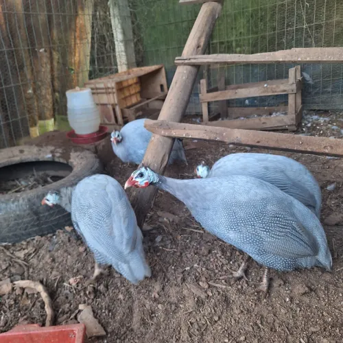 Galimha D'angola Lavanda Lilás Exótica Aves Raras