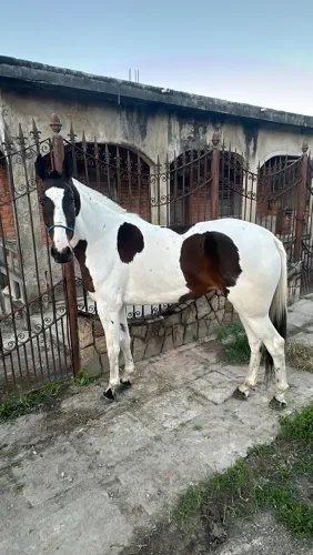 Égua macha picada 
