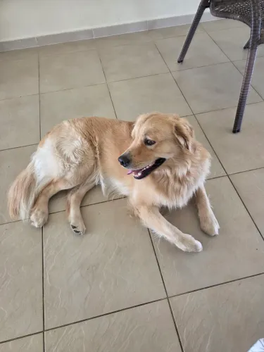 Doação golden retriver