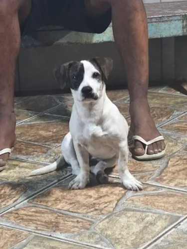Cachorro