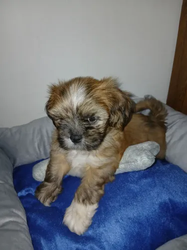 Cachorro de raça Shih-tzu
