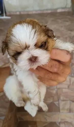  Filhotes Shitzu lindos