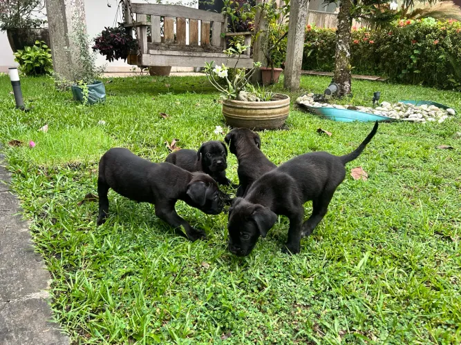 Filhotes de cane Corso 