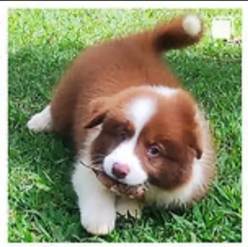 Border collie inteligente, ideal para companhia e treino