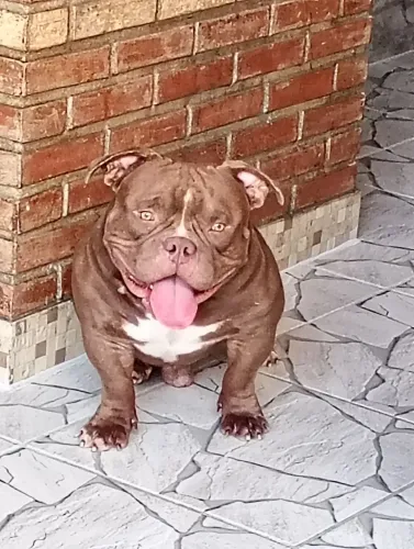 American Bully filhotes reservas abertas 