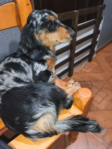 Procuro fêmea de Dachshund para cruzar