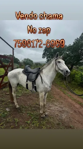 Vendo égua tordilha