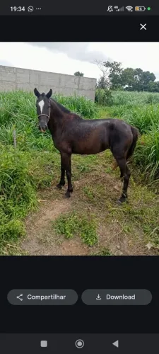Égua Preta piquira