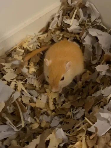 Gerbil doação