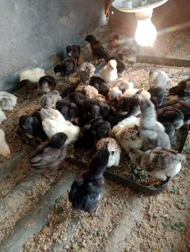 Temos pintinhos caipiras bons potes e vendemos a 10 reais com 10 dias de nascido