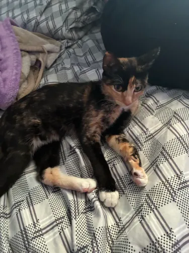 Doação de gato fêmea - 8 meses