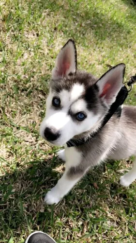 Husky siberiano Filhote com características que valorizam sua apresentação