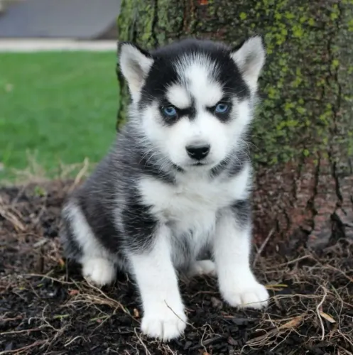 Husky siberiano Filhotinho de porte grande com pelagem fofa