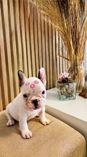 Filhote fêmea de Bulldog francês 