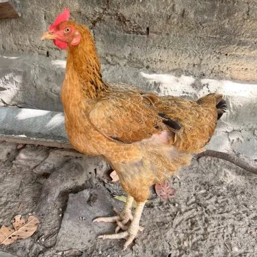 Galinha grande botando ovos verdes